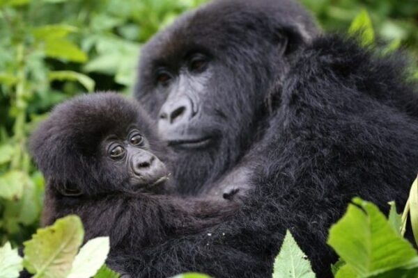 All-Inclusive Rwanda Gorilla Trekking