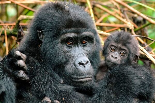 Cheap Rwanda Gorilla Trekking Safaris