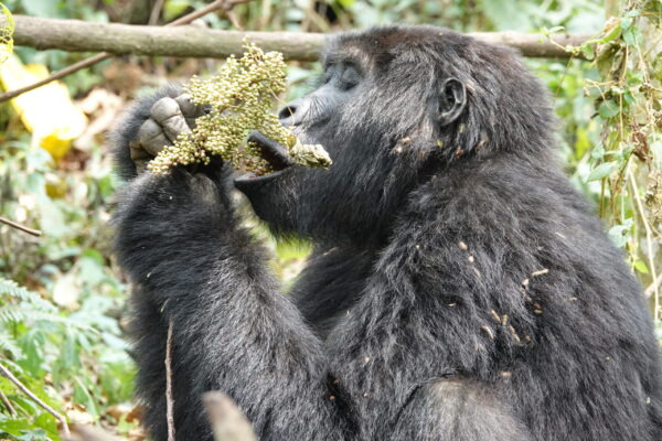 Cheap Uganda Gorilla Trekking Safaris Cheap Uganda Gorilla Trekking Safaris