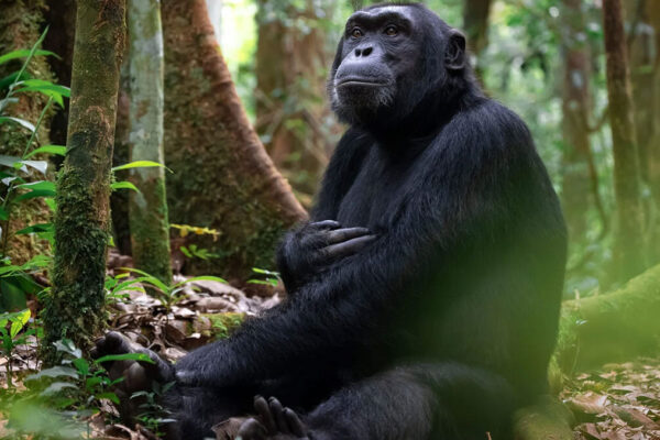 Chimpanzee Trekking From Entebbe