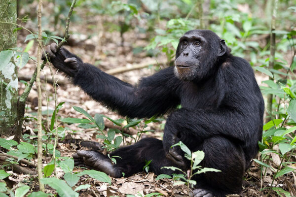 Chimpanzee Trekking From Entebbe