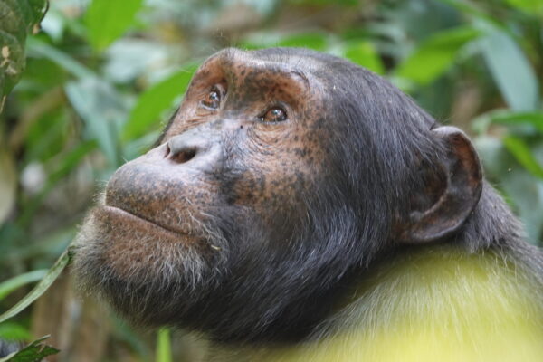 Chimpanzee Trekking From Entebbe