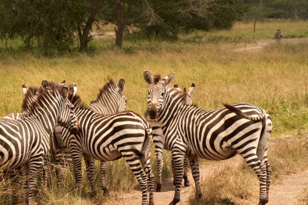 Exclusive Uganda Wildlife Exclusive Uganda Wildlife