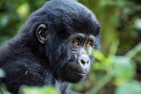 Gorilla Trekking and Batwa Experience
