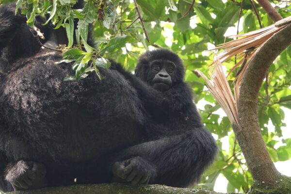 Gorilla Habituation Tour From Entebbe Gorilla Habituation Tour From Entebbe