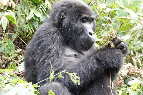 Gorilla Trekking From Kampala