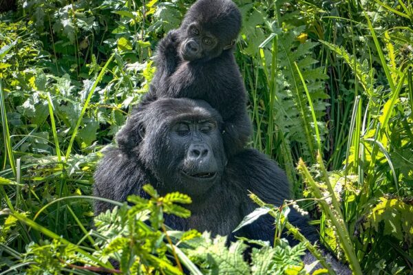 Gorilla Trekking and Batwa Experience