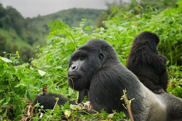 Gorilla Trekking with Dian Fossey