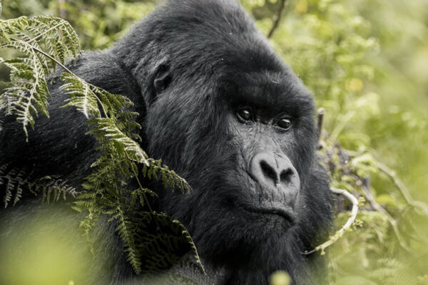 Gorilla Trekking with Dian Fossey