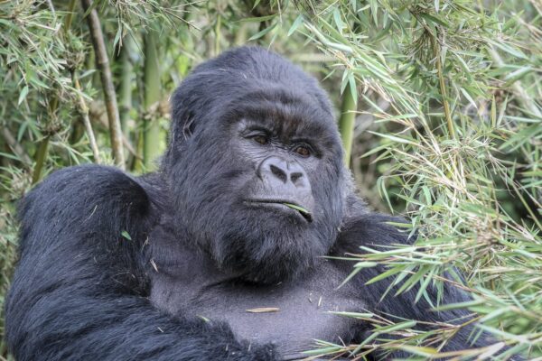 Gorilla Trekking with Dian Fossey Hike