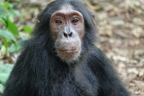 Kibale National Park Chimpanzee