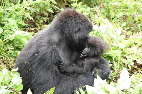 Mountain Gorilla Population