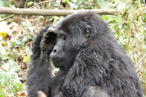 Mountain Gorilla Population