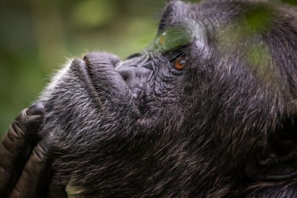 Uganda Gorilla Trekking and Chimpanzee Uganda Gorilla Trekking and Chimpanzee