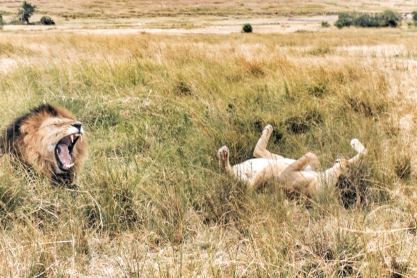 14-Day African Safari Tour