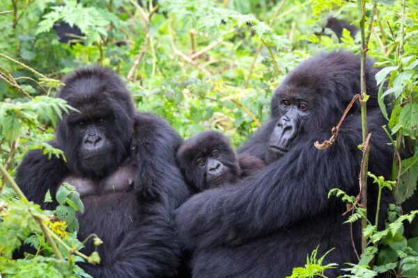 Budget Gorilla Trekking Safari