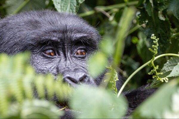 Budget Gorilla Trekking Safari