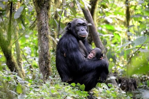 Chimpanzee Trekking Adventure Chimpanzee Trekking Adventure