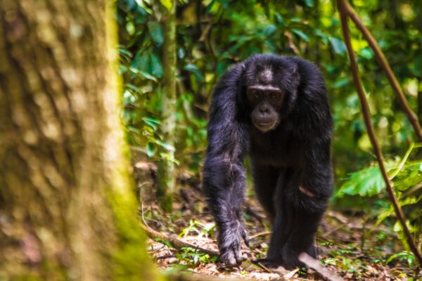 Chimpanzee Trekking Adventure Chimpanzee Trekking Adventure