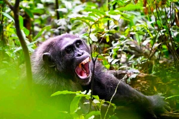 Chimpanzee Trekking Adventure Chimpanzee Trekking Adventure