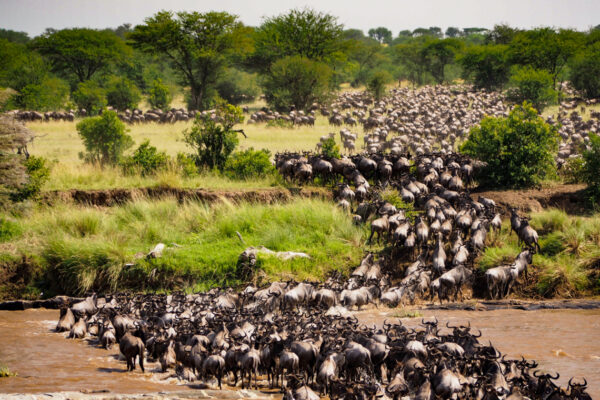 East Africa Great Migration Bespoke Safari