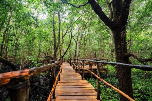 Jozani Forest and Dolphin Tour