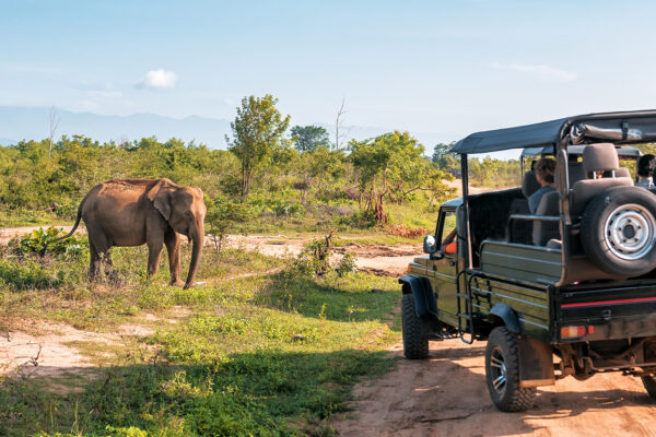 Primates and Tanzania Primates and Tanzania