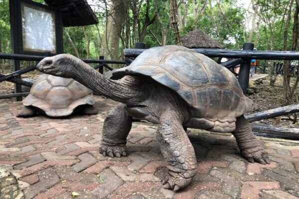 Prison Island and Giant Tortoise Tour