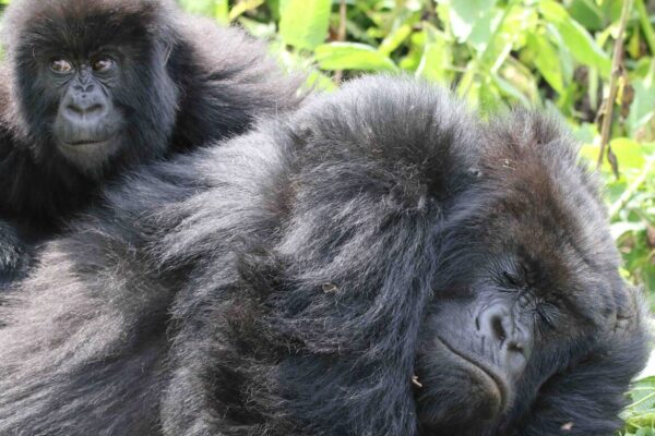 Rwanda Luxury Gorilla Trekking Bespoke Safari
