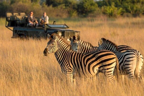 Safari Bookings