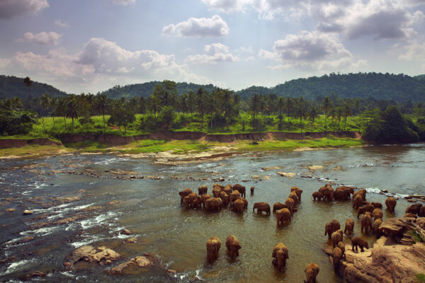 Sudd Wetland Animals