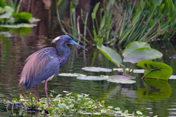 Sudd Wetland Birds