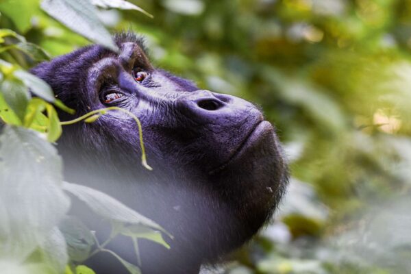 Uganda Gorilla and Wildlife Bespoke Safari