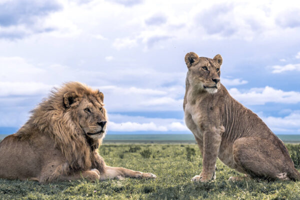 tanzania big 5 safari tanzania big 5 safari