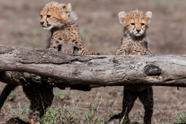 tanzania big 5 safari Tanzania Big 5 Safari