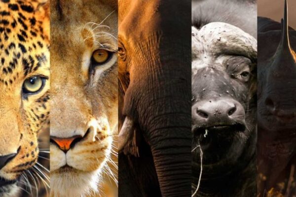 tanzania big 5 safari tanzania big 5 safari