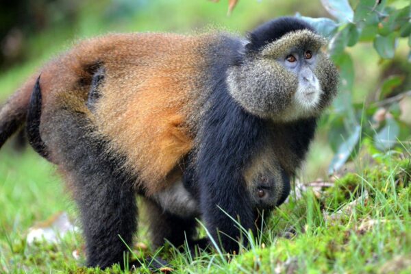 2-Day Golden Monkey Trekking 2-Day Golden Monkey Trekking