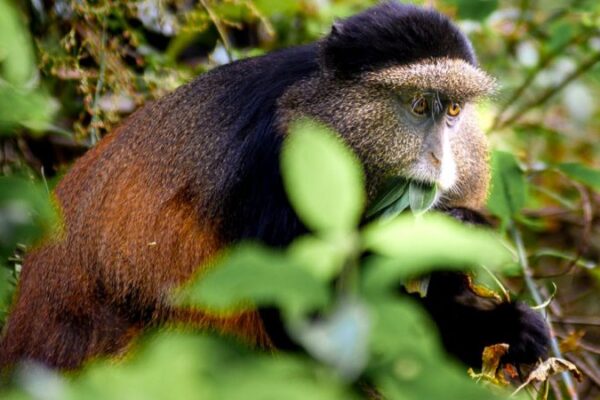 2-Day Golden Monkey Trekking 2-Day Golden Monkey Trekking
