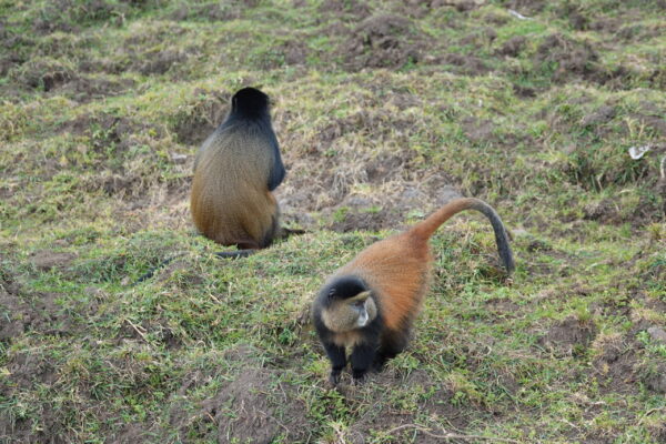 2-Day Golden Monkey Trekking 2-Day Golden Monkey Trekking