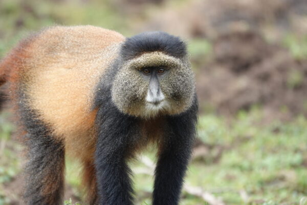 3-Day Golden Monkey Trekking in Rwanda 3-Day Golden Monkey Trekking in Rwanda