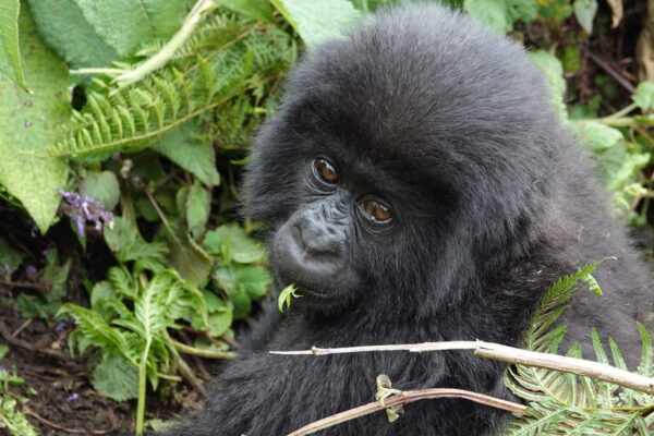 3-Day Luxury Rwanda Gorilla Safari 3-Day Luxury Rwanda Gorilla Safari