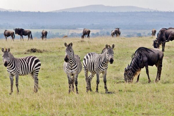 3-Day Serengeti Safari