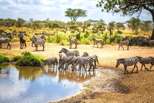 3-Day Serengeti Safari