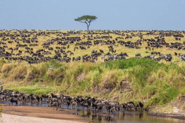 3-Day Serengeti Safari