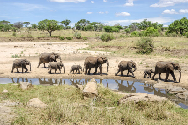 Best Safari in East Africa Best Safari in East Africa