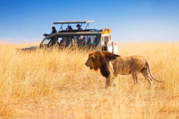 Best Safari in East Africa Best Safari in East Africa