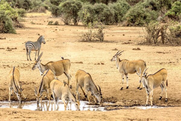 Best Safari in East Africa Best Safari in East Africa