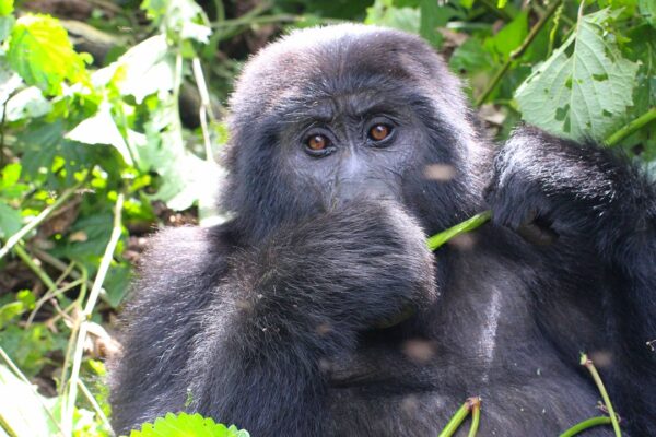 Cheapest Gorilla Trekking Permits Cheapest Gorilla Trekking Permits
