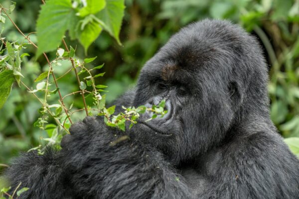 Cheapest Gorilla Trekking Permits Cheapest Gorilla Trekking Permits