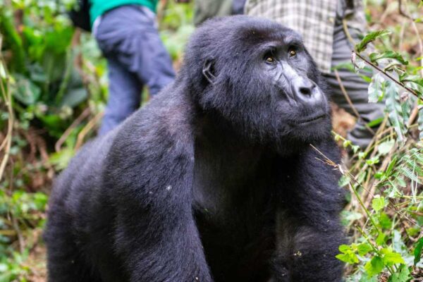 Cheapest Gorilla Trekking Permits Cheapest Gorilla Trekking Permits